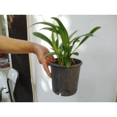 Gala Çiçeği Soğanlı Bitki Kırmızı Çiçekli 20-30 Cm