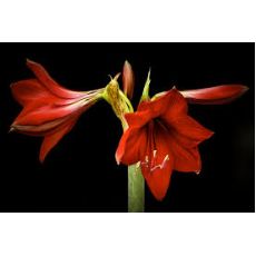 Zambak Lilyum Çiçeği Kırmızı Çiçekli Kokulu 30-40 Cm