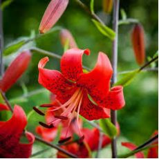 Zambak Lilyum Çiçeği Kırmızı Çiçekli Kokulu 30-40 Cm