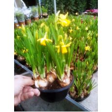 Nergis Çiçeği ithal Narcissus makreme Saksıda 12 Adet Soğanlı