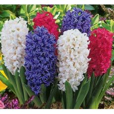 Sümbül Çiçeği İthal Kokulu 3 lü Dikim Hyacinthus orientalis hepsi pembedir