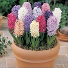 Sümbül Çiçeği Kokulu Hyacinthus orientalis Tekli dikim