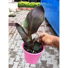 Tesbih Çiçeği Kanı Bordo Yapraklı Canna İndica 40-60 Cm