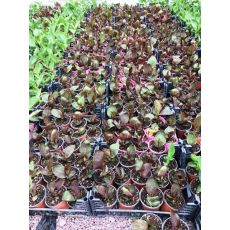 Tesbih Çiçeği Kanı Bordo Yapraklı Canna İndica 40-60 Cm