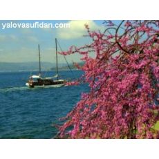 Erguvan Ağacı Cercis Siliquastrum Çalı Formlu 220-250 Cm