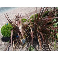 Formiyum Fidanı  İthal Formium Phormium Tenax Attropurpureum 80-100 Cm