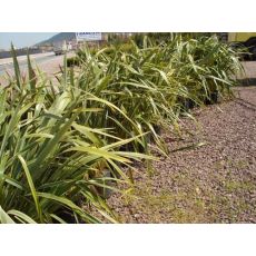 Formiyum Fidanı İthal Formium phormium variegatum 80-100 Cm