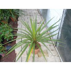 kardolin ithal cordyline