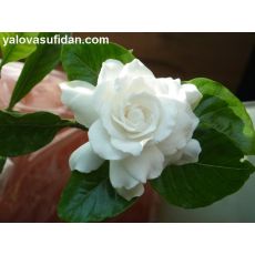 Gardenya Çiçeği Gardenia Yerli 30 Cm Çapı