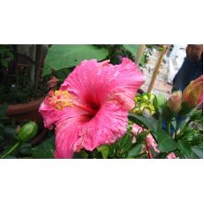 japon Gülü Pembe Çiçekli Hibiscus Rosa Chinensis