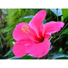 japon Gülü Pembe Çiçekli Hibiscus Rosa Chinensis