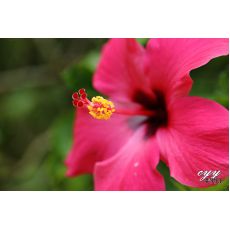 japon Gülü Pembe Çiçekli Hibiscus Rosa Chinensis