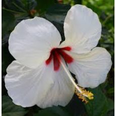 japon Gülü Beyaz Çiçekli Hibiscus Rosa Chinensis