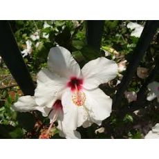 japon Gülü Beyaz Çiçekli Hibiscus Rosa Chinensis
