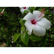 japon Gülü Beyaz Çiçekli Hibiscus Rosa Chinensis