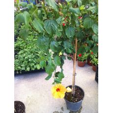 japon Gülü Tijli Hibiscus Rosa Chinensis  140-160 Cm