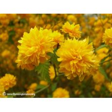 Kanarya Gülü Sarı Çiçekli Kerria Japonica 15-20  Cm