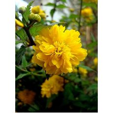 Kanarya Gülü Sarı Çiçekli Kerria Japonica 40-60  Cm