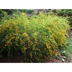 Kanarya Gülü Sarı Çiçekli Kerria Japonica 25-35  Cm