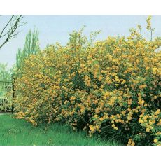 Kanarya Gülü Sarı Çiçekli Kerria Japonica 100-120 Cm