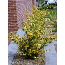 Kanarya Gülü Sarı Çiçekli Kerria Japonica 130-150 Cm