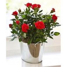 Minyatür Gül Mini Gül Yerli 20-25 Cm