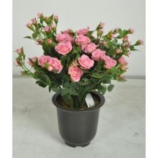 Minyatür Gül Mini Gül İthal 20-25 Cm Çapı