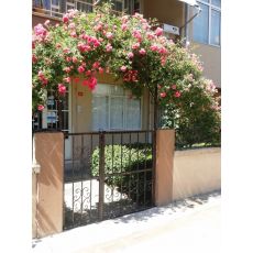 Peyzaj Gülü 120-130 Cm