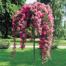 Sarkıcı Baston Gülü Çift Renkli 170-180 Cm