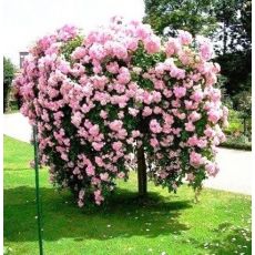 Sarkıcı Baston Gülü 170-180 Cm