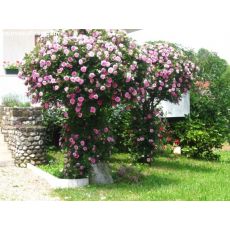 Sarkıcı Baston Gülü  Tek renk 170-180 Cm