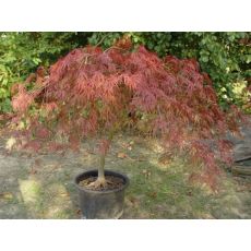 japon Akçaağacı İthal Acer Palmatum Dissectum Mezzo Fusto