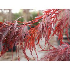 japon Akçaağacı İthal Acer Palmatum Dissectum  Mezzo Fusto 140-150 Cm