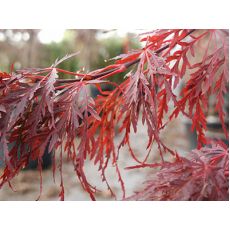 japon Akçaağacı İthal Acer Palmatum Dissectum  Mezzo Fusto 140-150 Cm