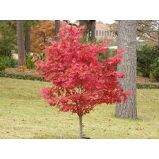 japon Akçaağacı İthal Acer Palmatum Fireglow 100-125 Cm