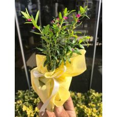 Hediyelik Nikah Çamı Kufeya Cennet Çiçeği Mor Çiçekli 50 Adet Fiyatımız