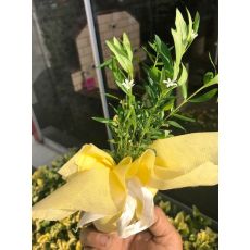 Hediyelik Nikah Çamı Kufeya Cennet Çiçeği Beyaz Çiçekli 50 Adet Fiyatımız