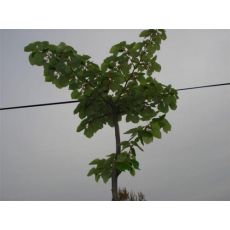 ıhlamur Ağacı ıhlamur fidanı Tilia Tomentosa 12-14 Cm