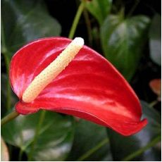 Antoryum Flamingo Çiçeği Anthurium Spathiphyllum 40-60 Cm