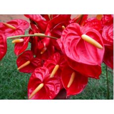 Antoryum Flamingo Çiçeği Anthurium Spathiphyllum