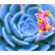 Aşkın Gözyaşları Çiçeği Ekeverya Echeveria Glauca Sukulent 16 Cm Çapı