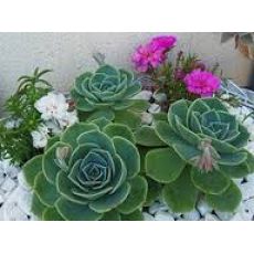 Aşkın Gözyaşları Çiçeği Ekeverya Echeveria Glauca Sukulent