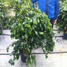 Benjamin Yeşil Ficus Benjaminına Exotica 140-150 Cm