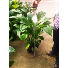 Beyaz Yelken Çiçeği Barış Çiçeği Spati Spathiphyllum 40-60 Cm