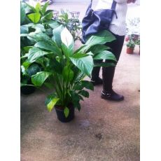 Beyaz Yelken Çiçeği Barış Çiçeği Spati Spathiphyllum 40-60 Cm