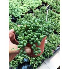 Etli Boncuk Sarkıcı İthal Sukulent Sedum senecio Rowleyanus İthal 10-15 Cm