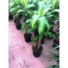 Masengena Çiçeği Bitkisi 2 li Dikim Dracena Massangeana 80-100 Cm