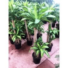 Dracena Messengena Çiçeği Bitkisi 3 lü Dikim 100-120 Cm