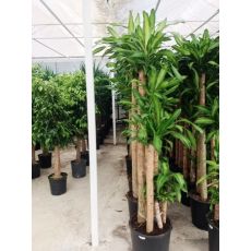 Dracena Messengena 5 li Dikim 180-200 Cm