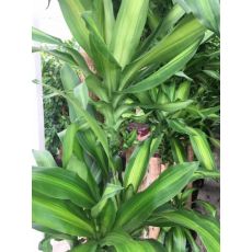 Dracena Messengena 5 li Dikim 180-200 Cm